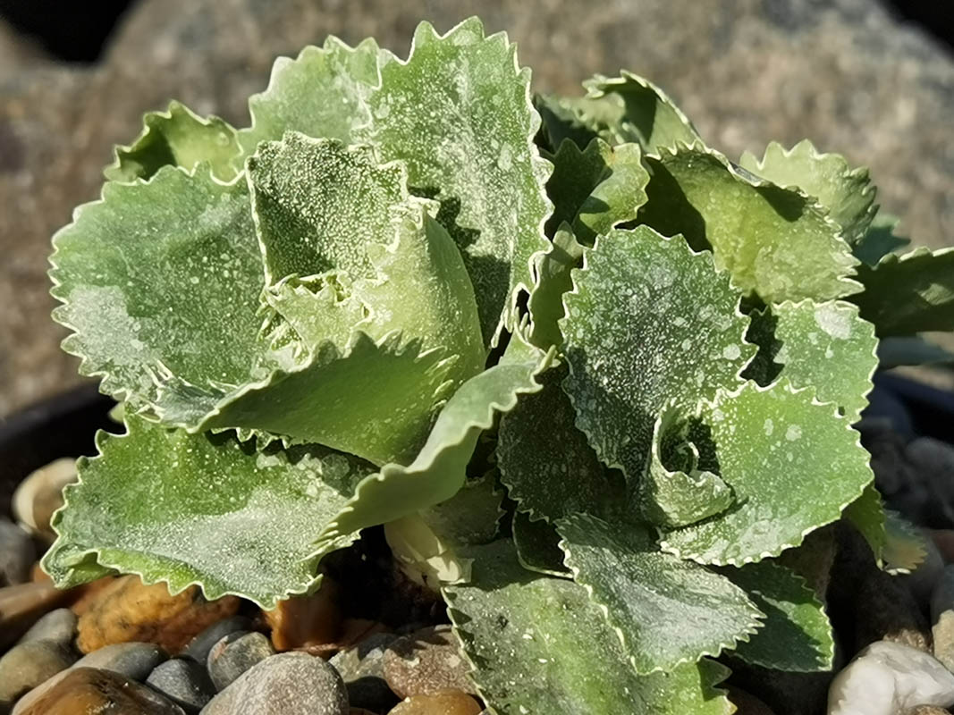 Primula marginata 'Elisabeth Fry' photo